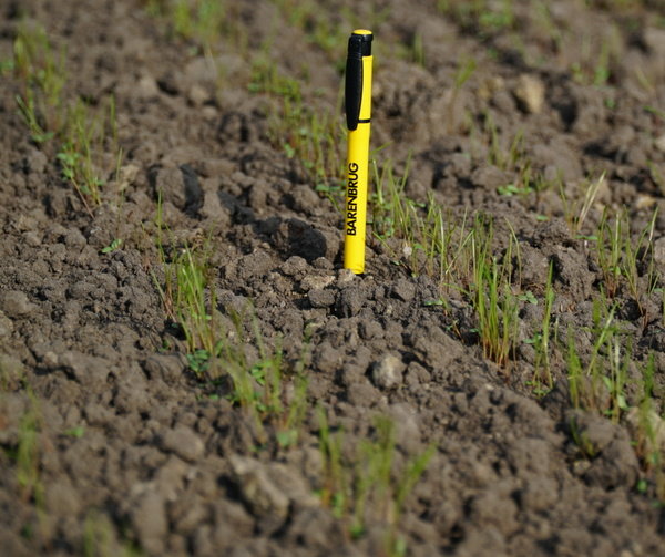 BG13 7 dni po siewie 2 (1).jpg